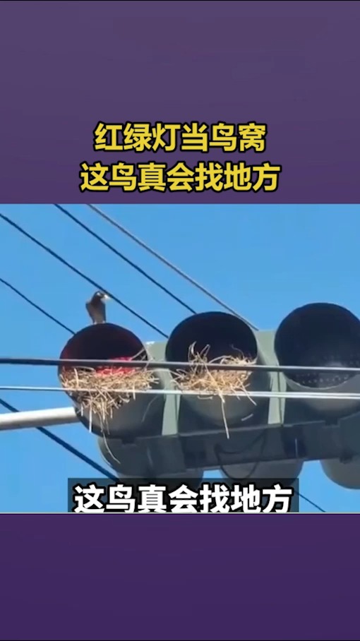 我搞笑你开心#红绿灯当鸟窝,这鸟真会找地方