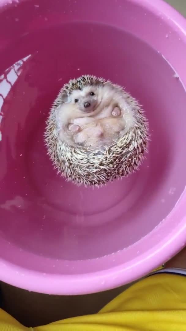 傻乎乎的小刺猬越来越胖咯,再过几天我估计得换个新的盆盆了呢,小家伙