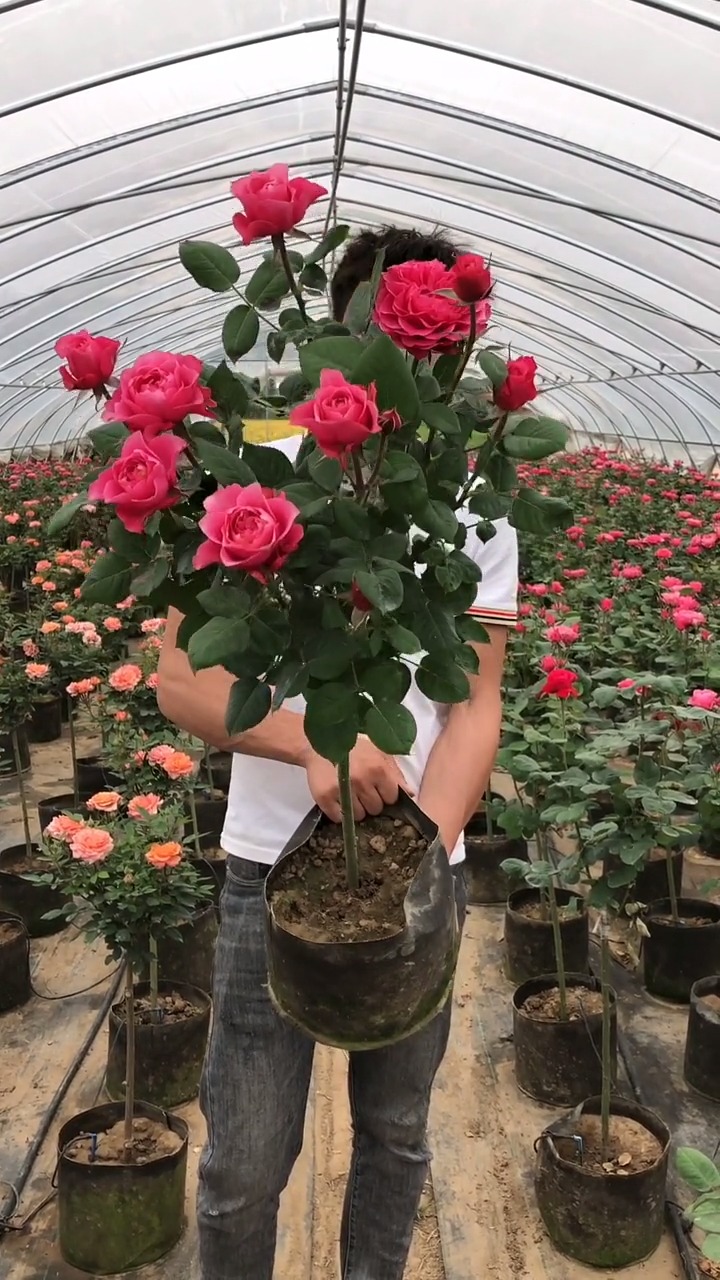 花卉#马焦雷棒棒糖树桩月季-度小视