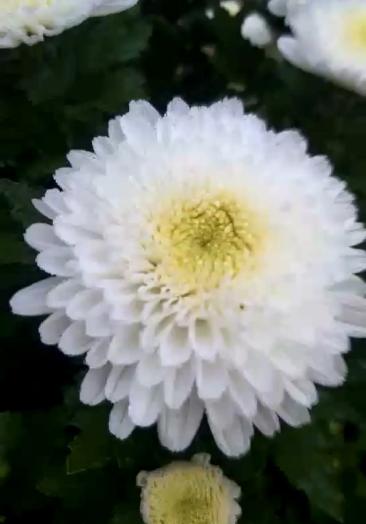 我是白菊,雨中的更洁白无瑕,气质脱俗我的花语是高尚,真实,寄托哀思之