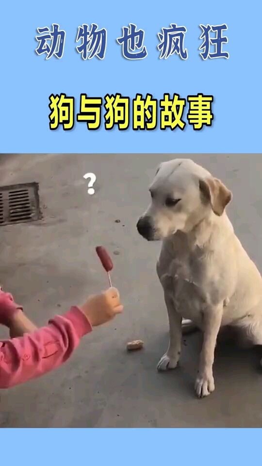 狗:虽然我不是人但你是真狗
