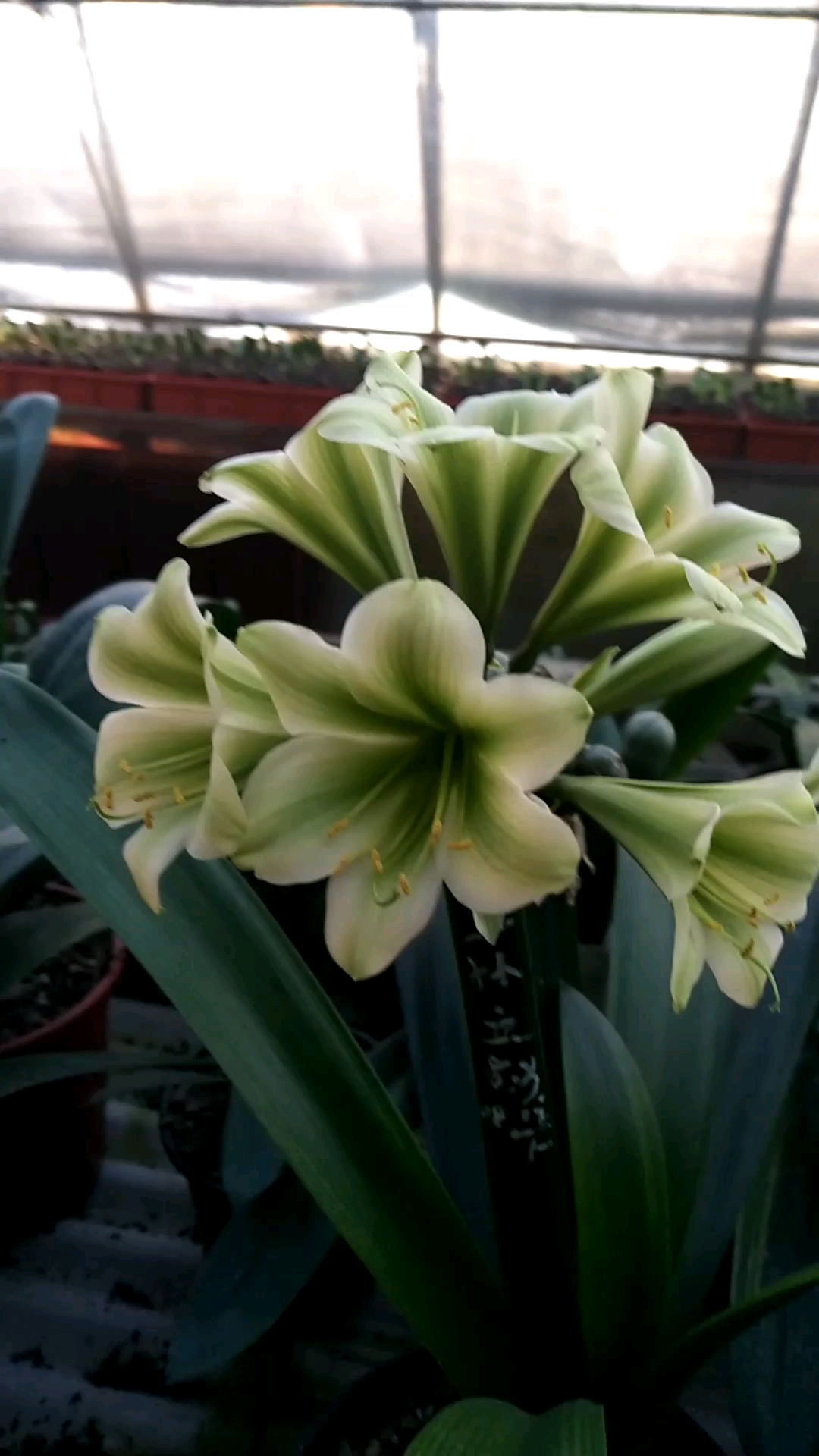 短叶绿花君子兰