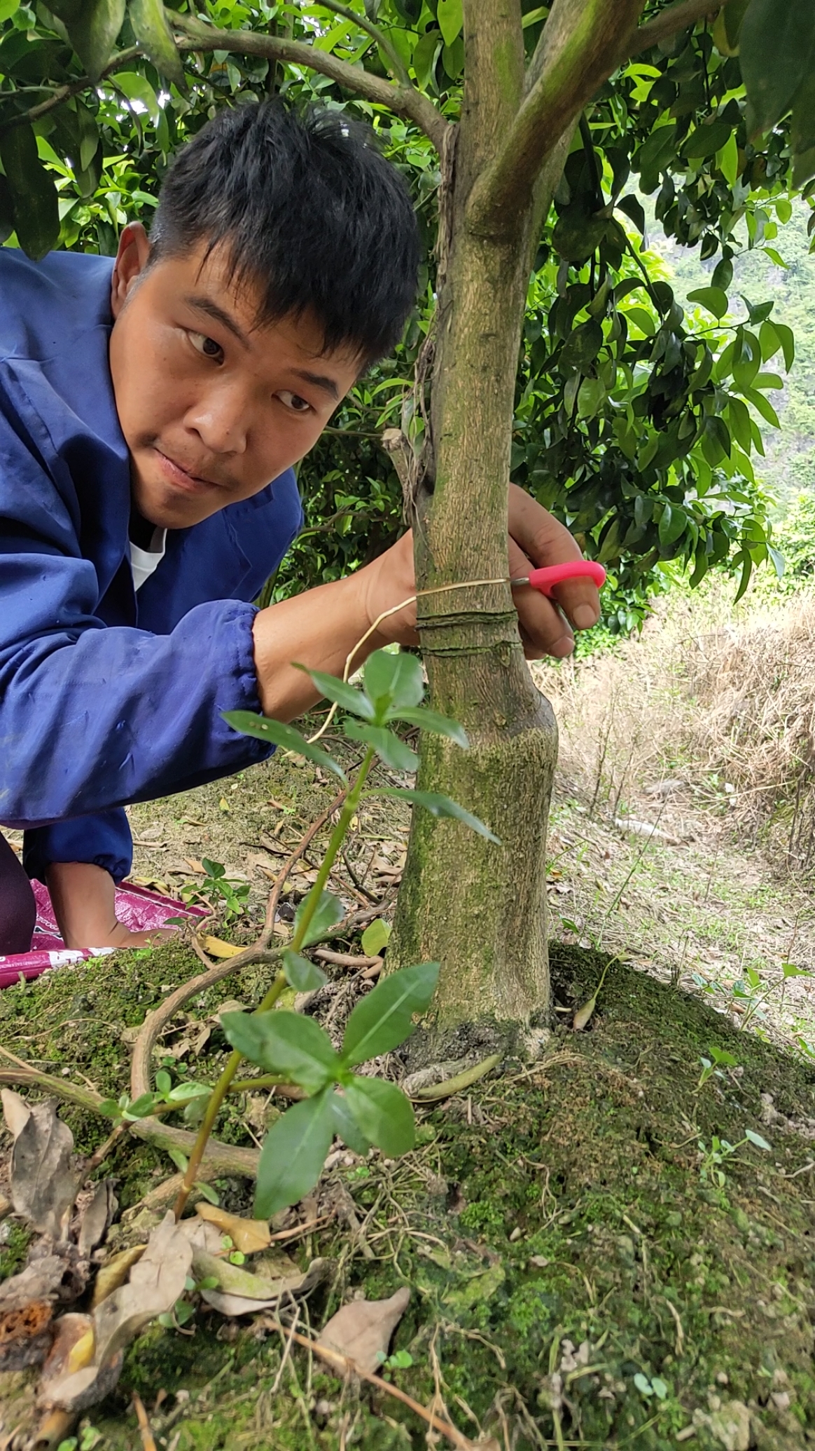 果树环割#手术成功,哈哈