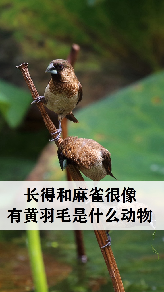 探寻奇妙的飞行动物世界,长得和麻雀很像有黄羽毛是什么动物