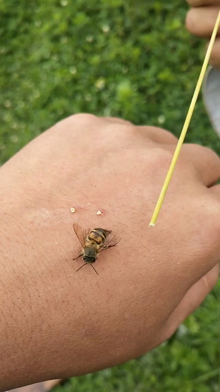 我要上热门#童年的回忆,你们小时候被这种蜜蜂蜇过吗?