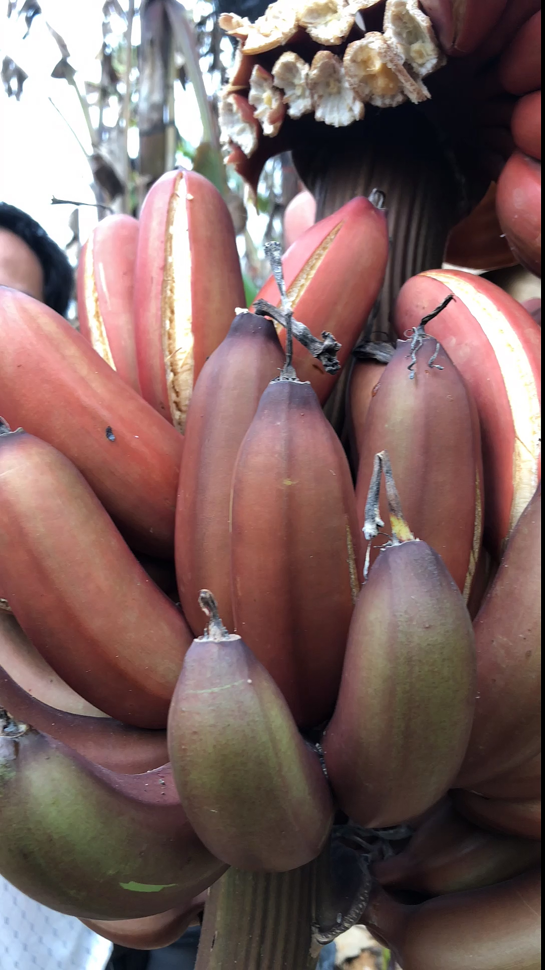 香蕉之乡#很多人说这个是非洲香蕉,有人吃过吗?