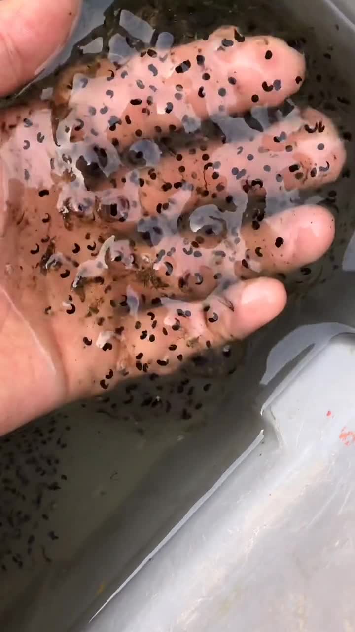 长出四条腿的小蝌蚪都爬走了,开始它们新的生活希望他们能多多吃害虫