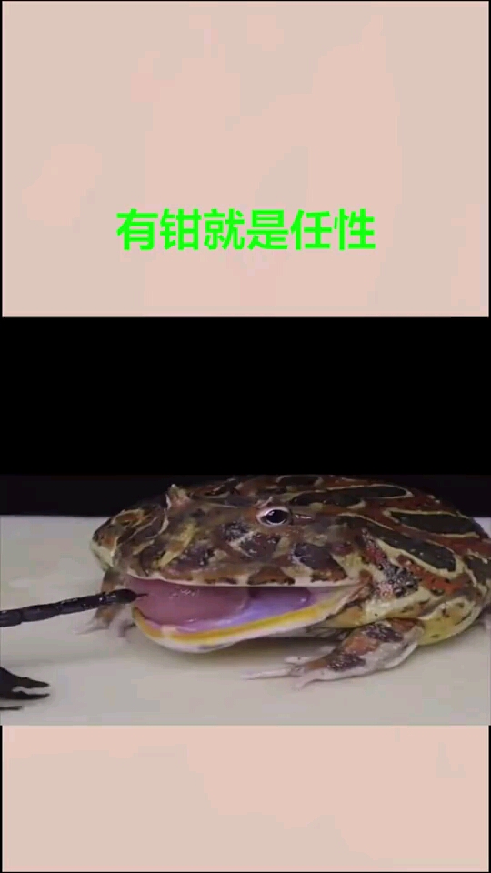 蛤蟆大战蝎子果然还是有武器方便