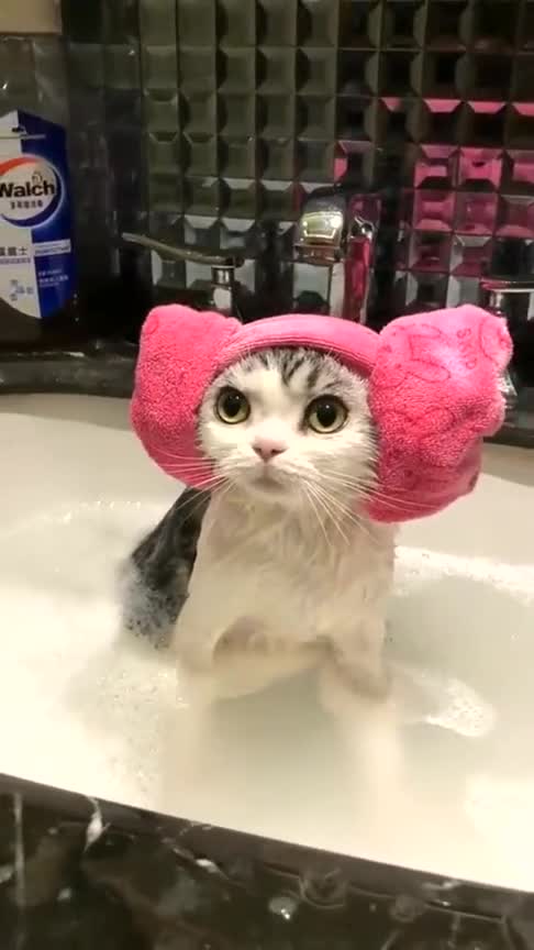 猫咪带上浴帽,没想到这么可爱,满满的少女心