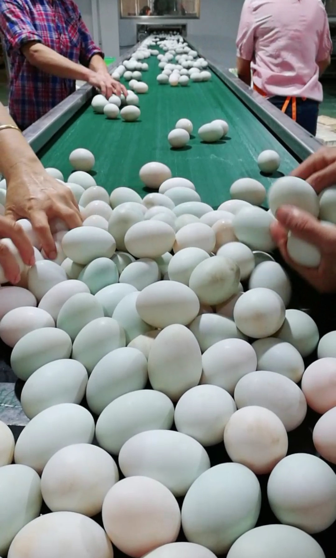 抓蛋大pk,又有好戏看了.看谁抓得快.