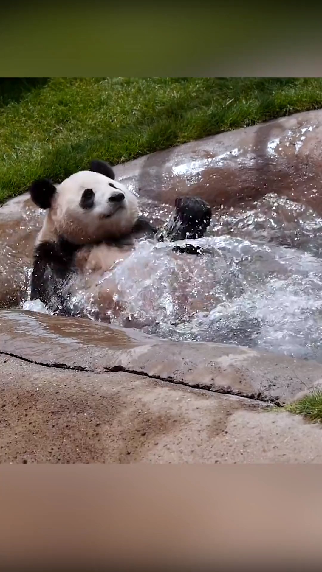 你见过熊猫游泳吗