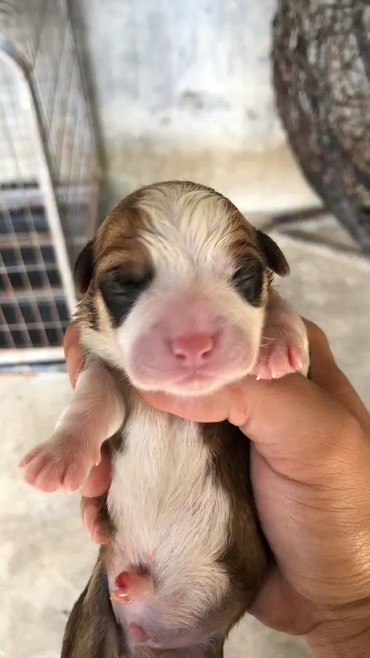 小柯基,刚出生!