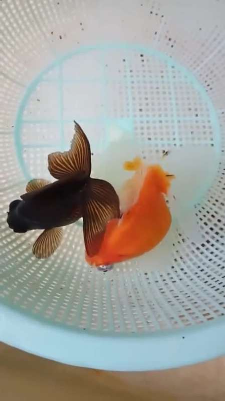 天水蝶尾金鱼,红色和黑色的,你更喜欢哪种