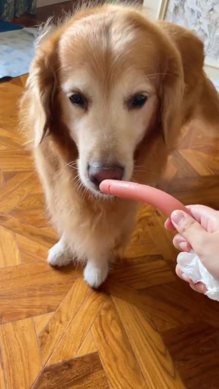 大狗狗吃个火腿肠怎么那么矫情?-度小视