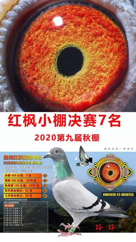 红枫小棚决赛第7名展示丰辉赛鸽张富强阿晓伟地区四川成都