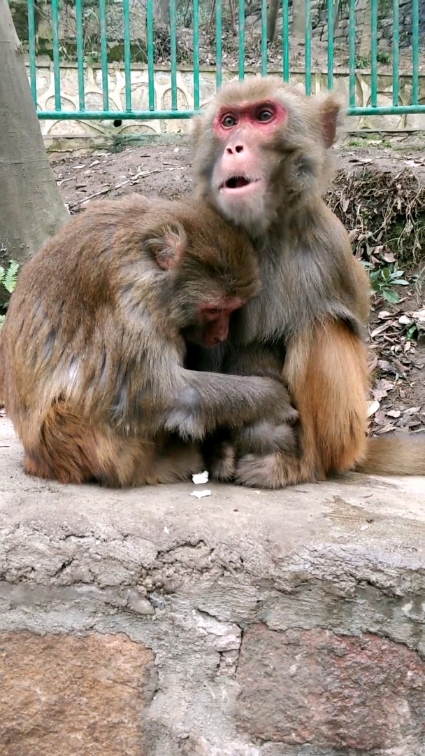 公刺猴和母刺猴图片图片