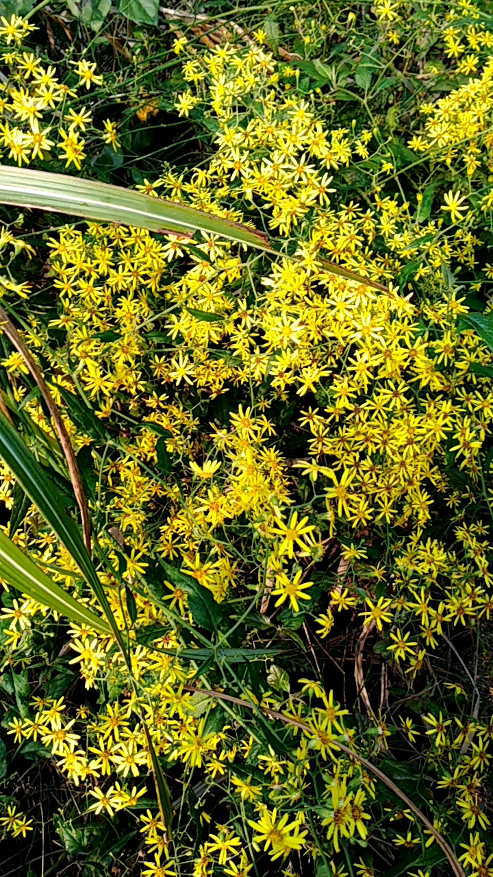 顶级野生药材:千里光!好漂亮的花啊有人喜欢吗