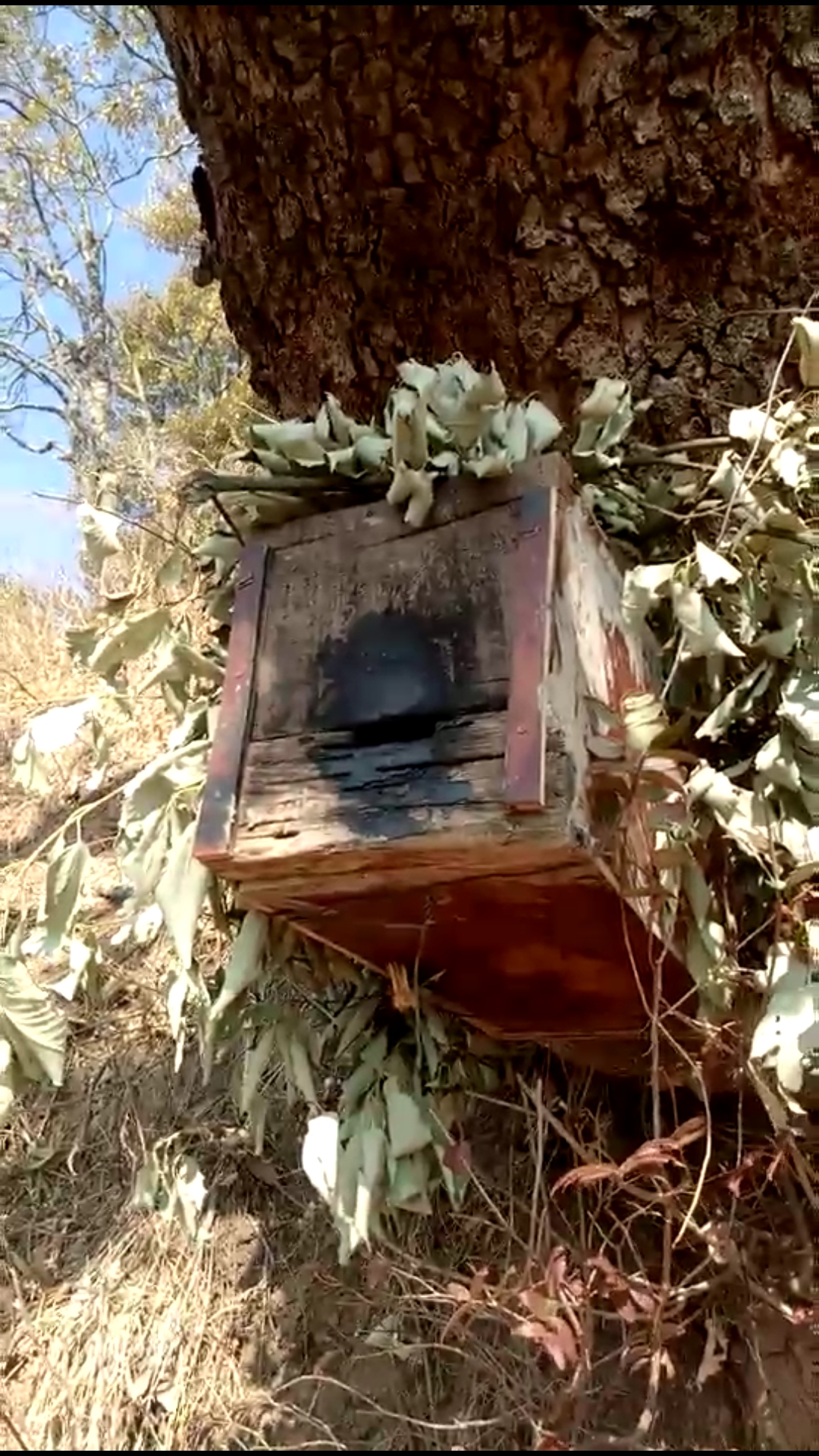 大树上挂一个诱蜂箱,你觉得能诱到蜂吗?