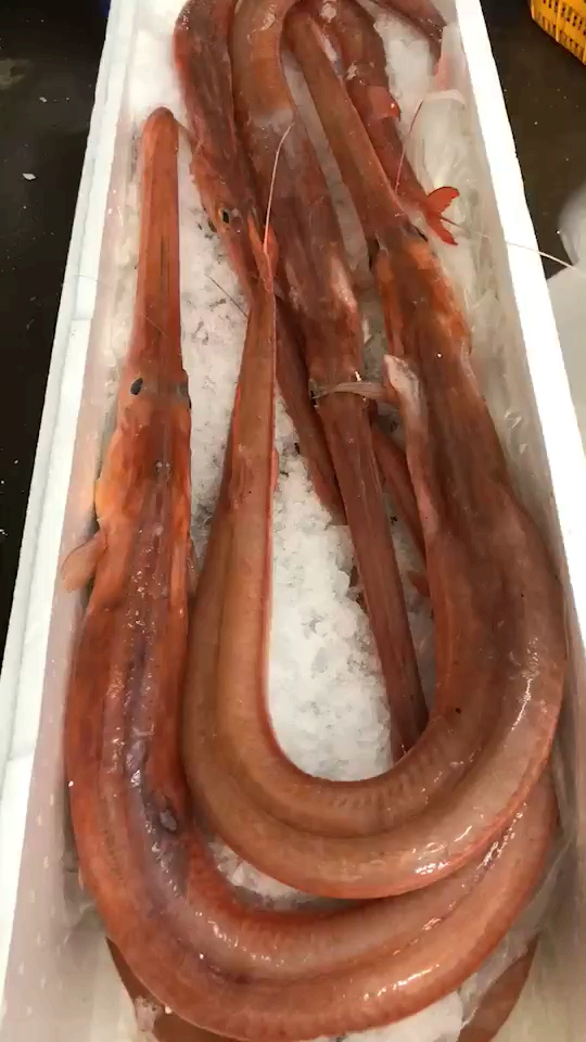 马鞭,烟管,赤杆鱼