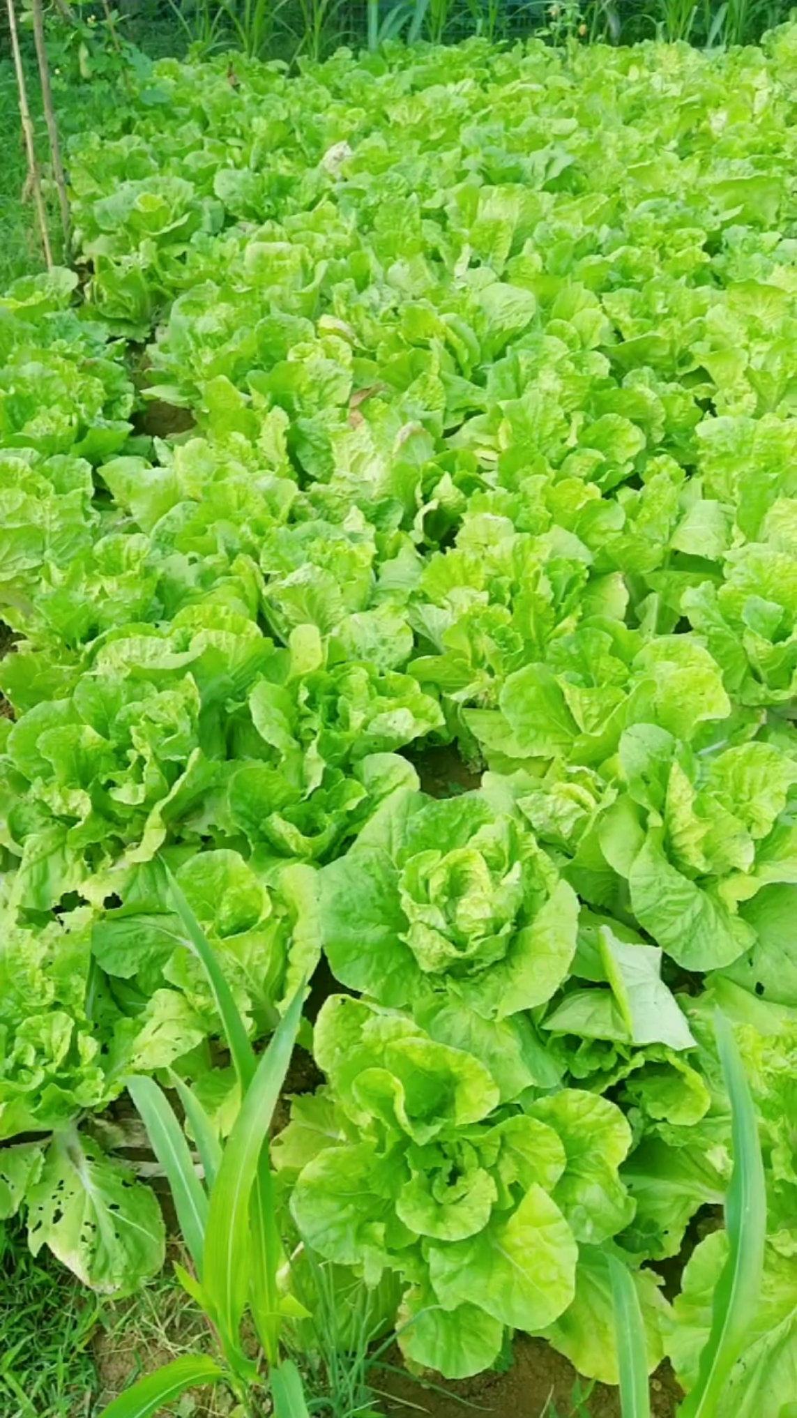 农村#这是我种植的小白菜