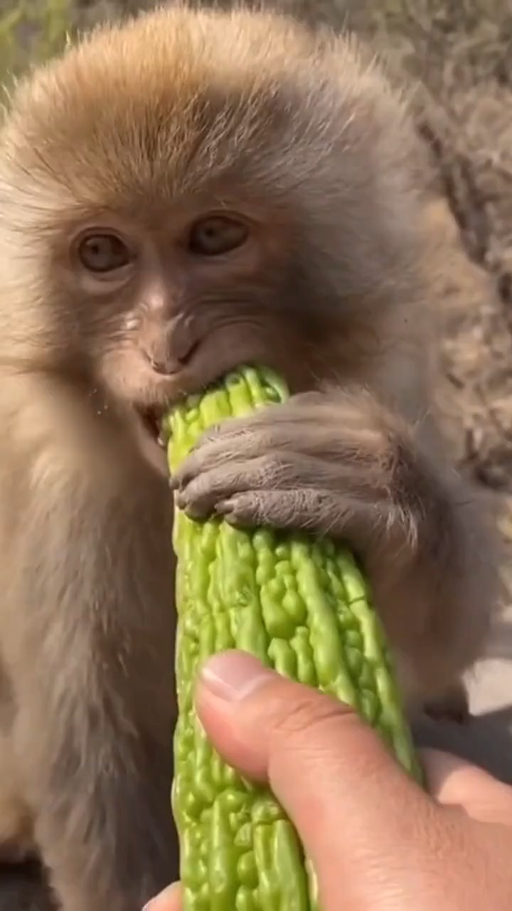 搞笑视频#猴子吃苦瓜