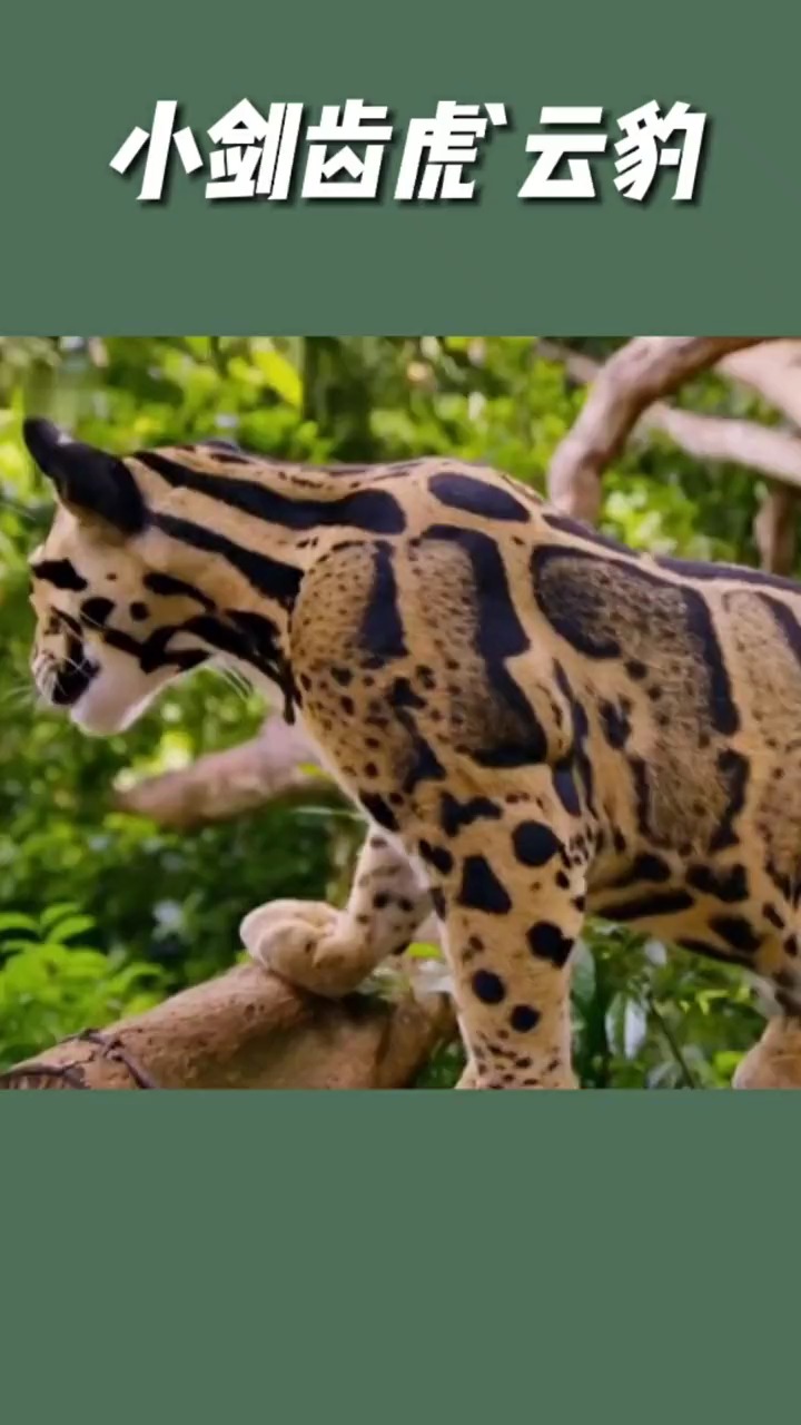 动物世界#最小豹亚科 现代剑齿虎_#云豹