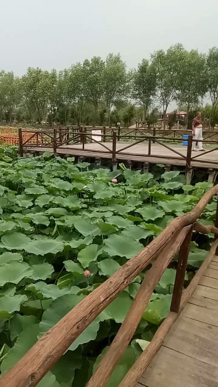 曹县万亩荷塘风景区图片