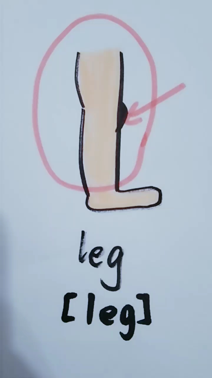 腿英语怎么写图片