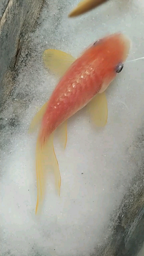 红锦鲤的鱼鳍绘制