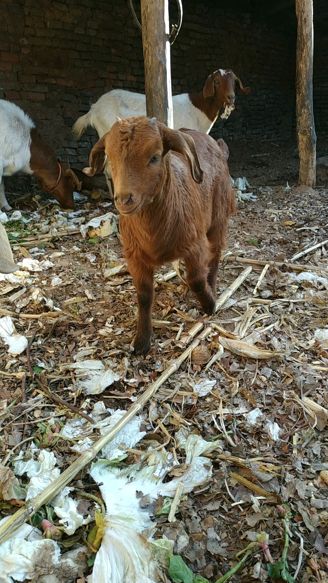 波耳山羊