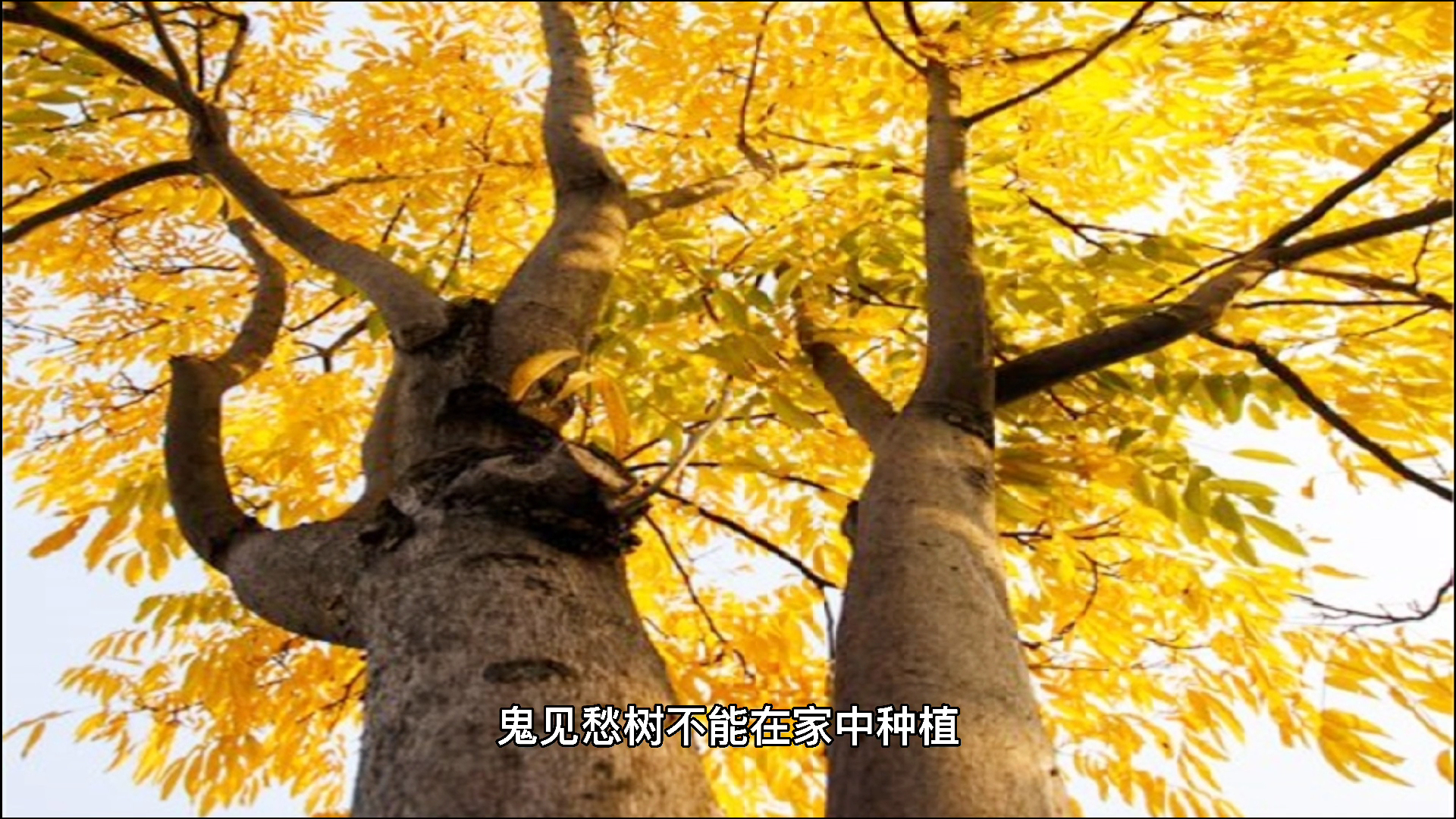 我来告诉你鬼见愁树为啥不能往家种
