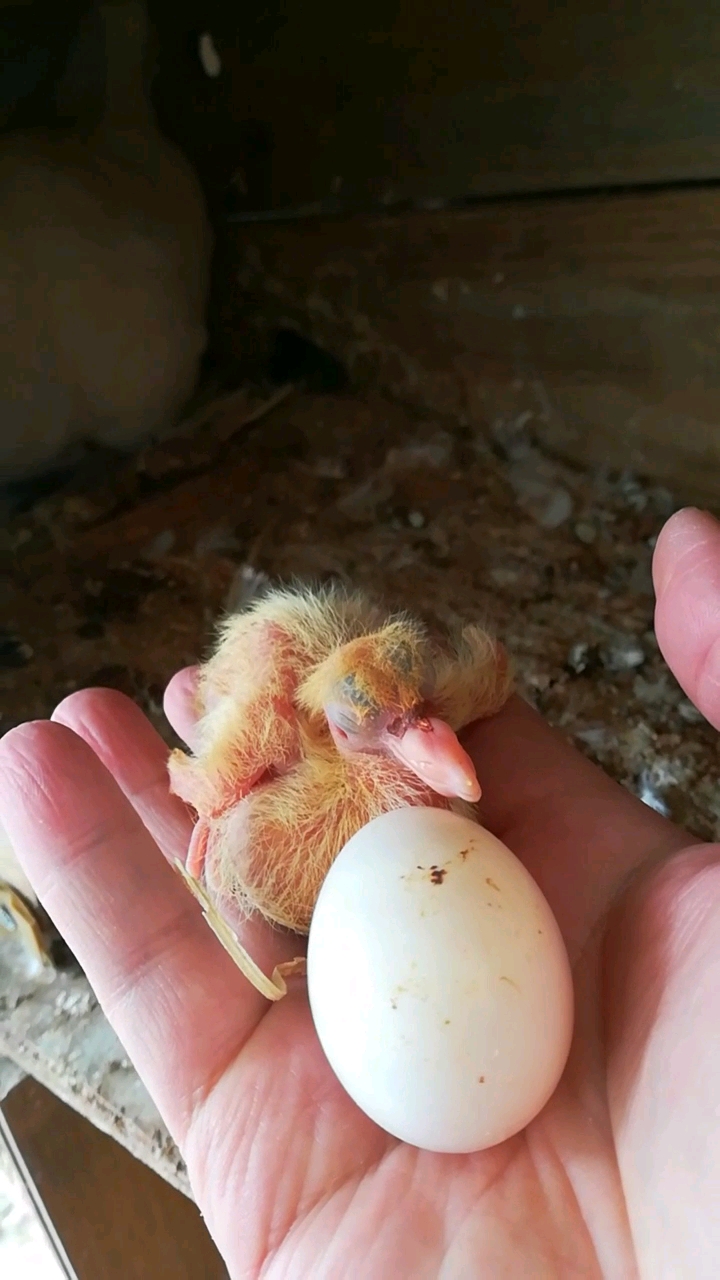 大头儿子养小鸽子图片