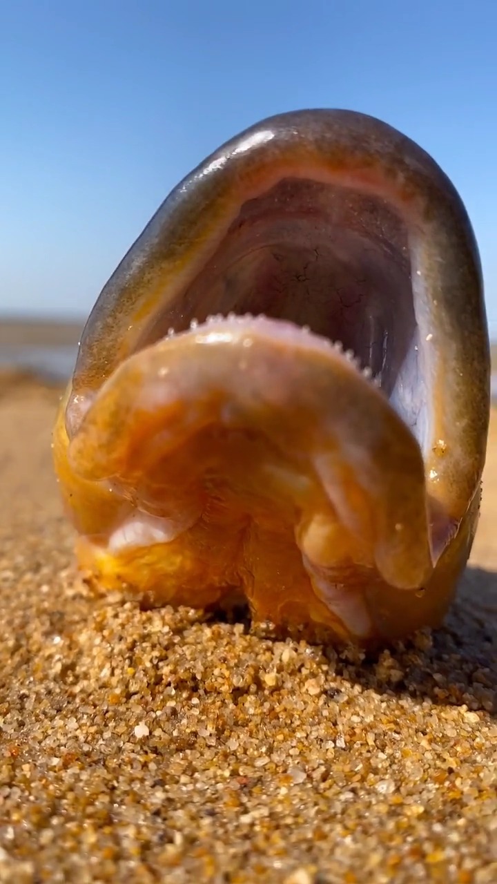 一只嘴巴长牙的鱼