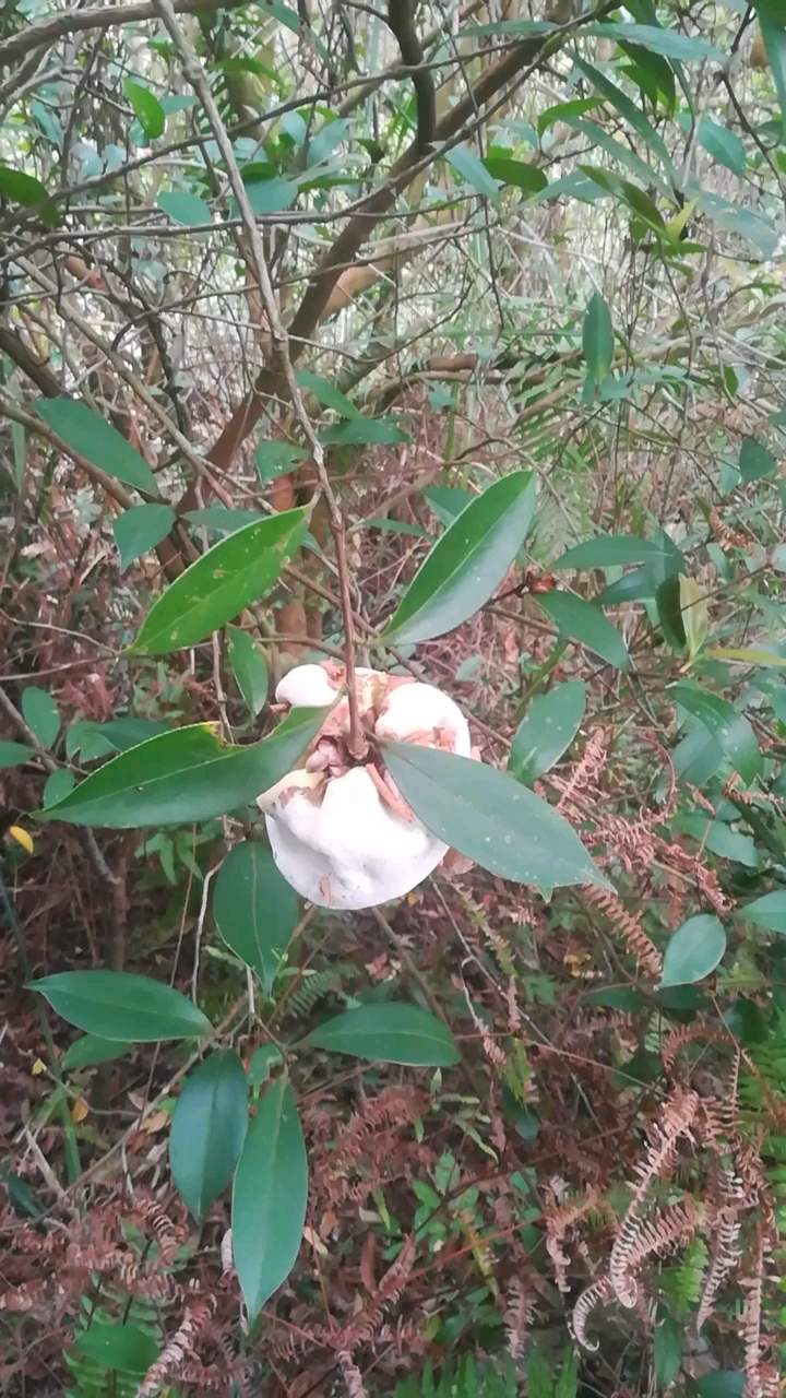 搞不懂茶子树,居然长出个像雪球的果子