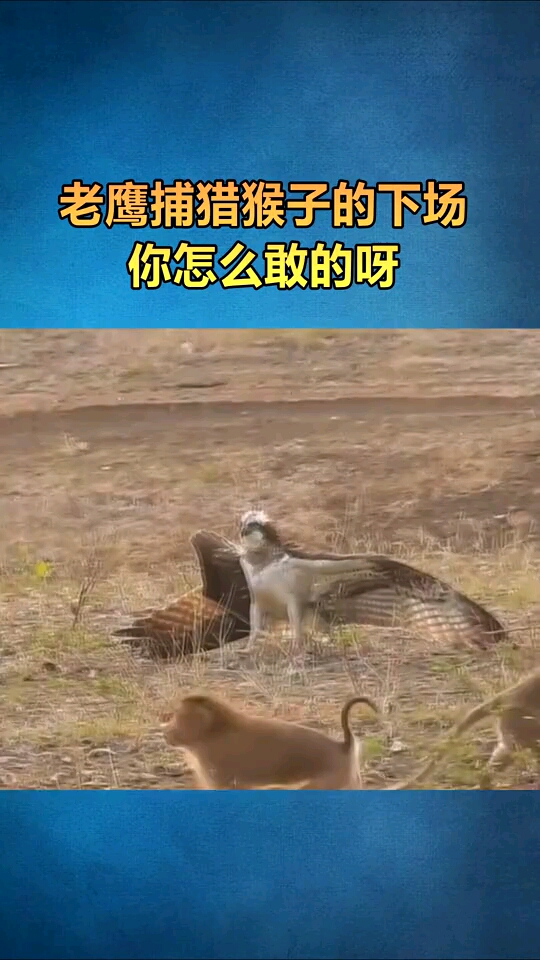 老鹰捕猎猴子失败,它还能活下去吗