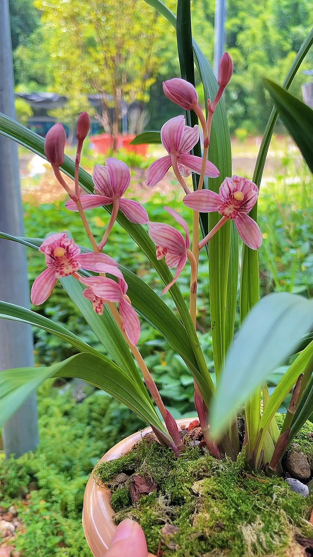 东方红神荷兰花的花期图片