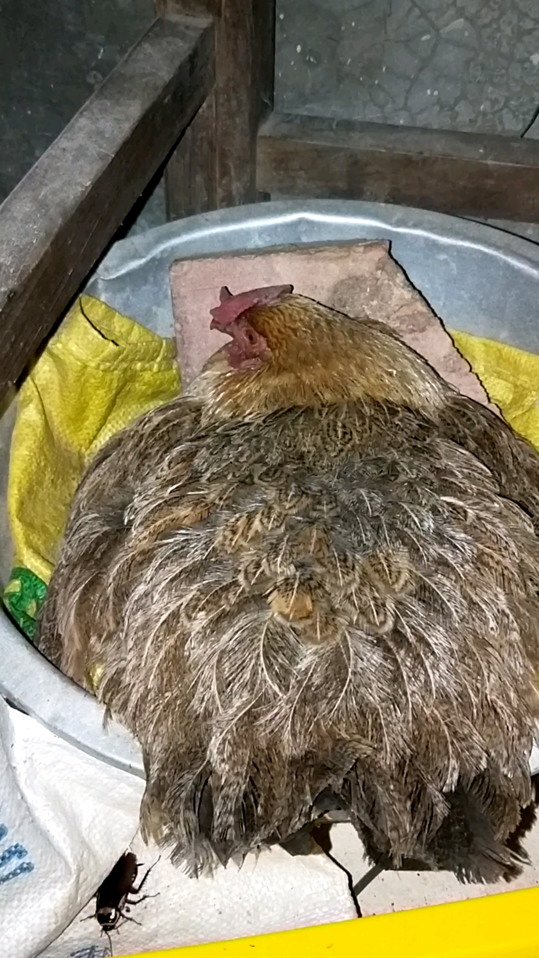 这只老母鸡抱窝十几天了,应该快孵化出小鸡仔了