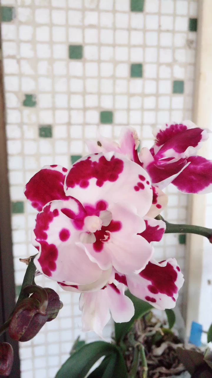 蝴蝶兰:圣诞老人,兮颜