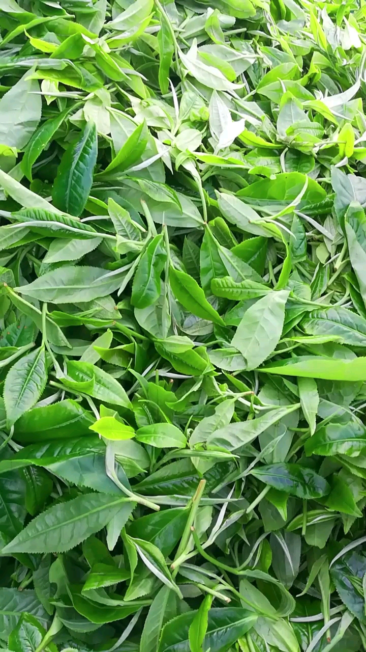 最后那一小袋子四十五万老挝币!可以算下茶叶成品价格