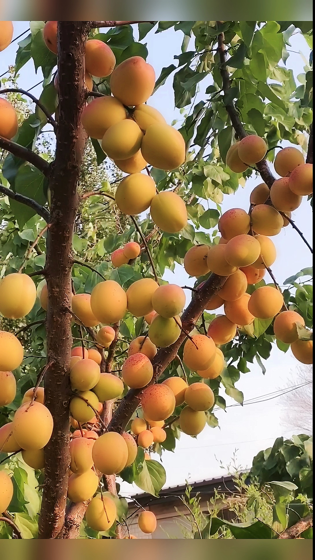 沙金红杏果大三四个一斤