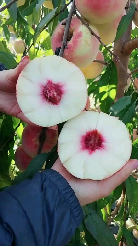 冬雪蜜桃,晚熟高产,硬脆甜,亩栽110株,2米乘以3米的株行距.