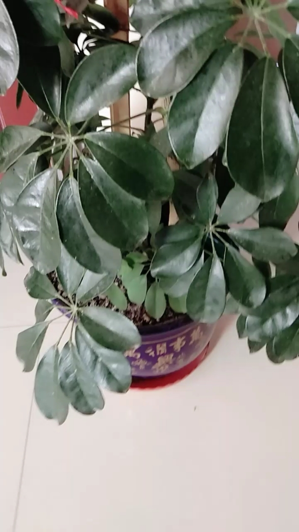 招财佛手