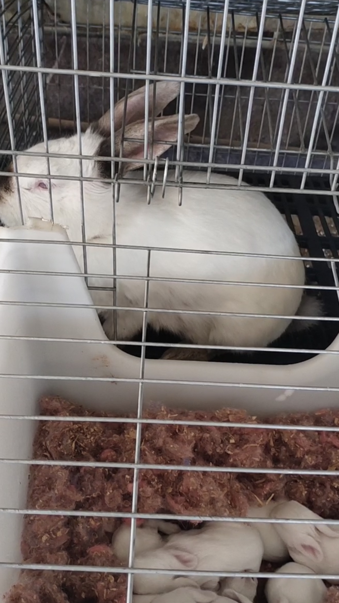 肉兔种兔#伊拉兔