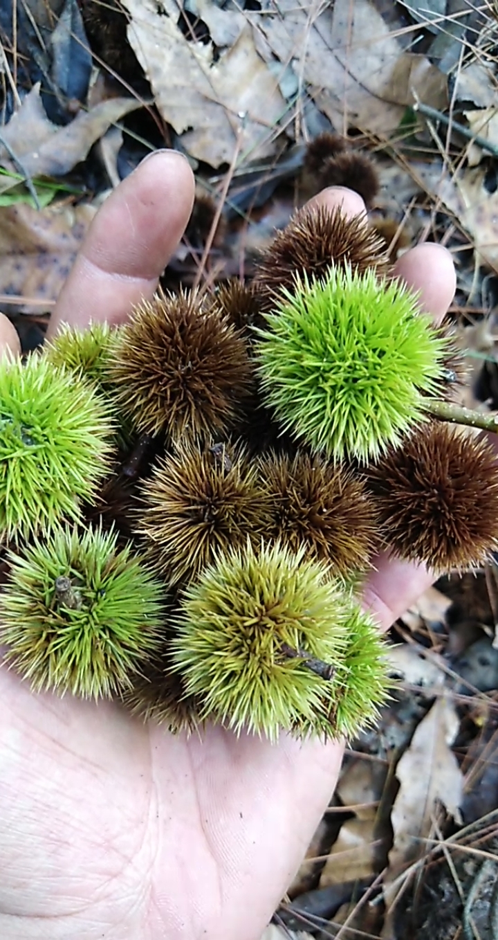 你认识吗?野生锥栗.