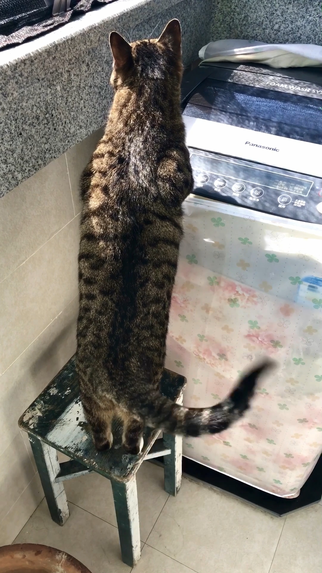 中华田园猫～狸花猫#喵的背影