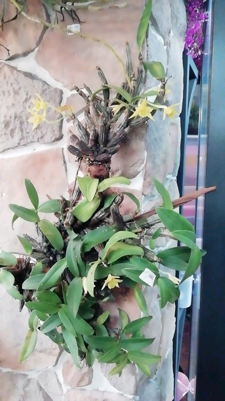 夹江石斛开花近一个月了