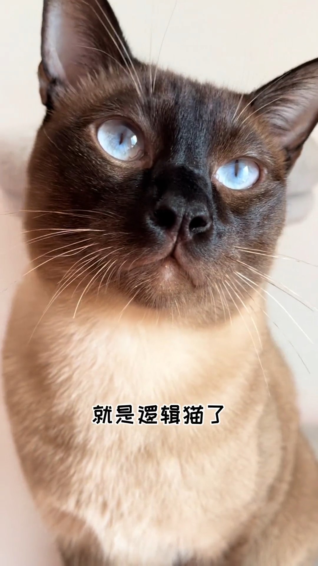 我家萌宠成精了这个逻辑猫已经糊了