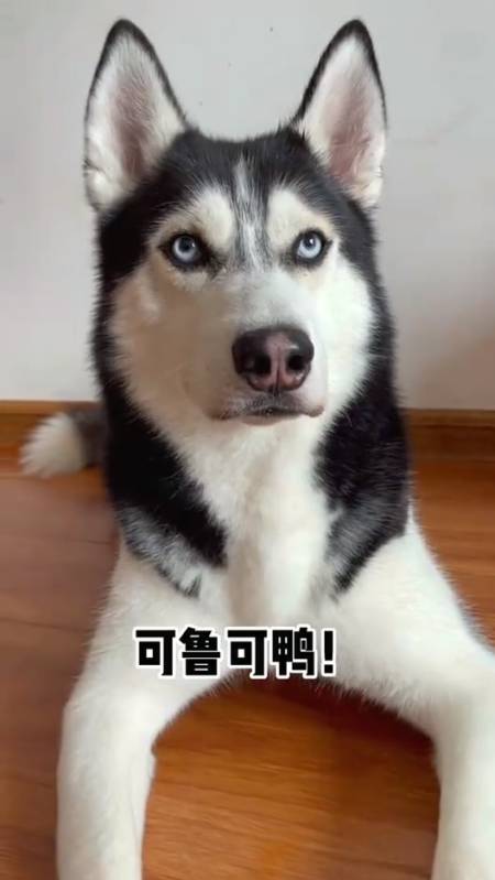 我家萌宠成精了#可鲁可鸭,自从给它洗了澡,我就觉得它变聪明了-度小