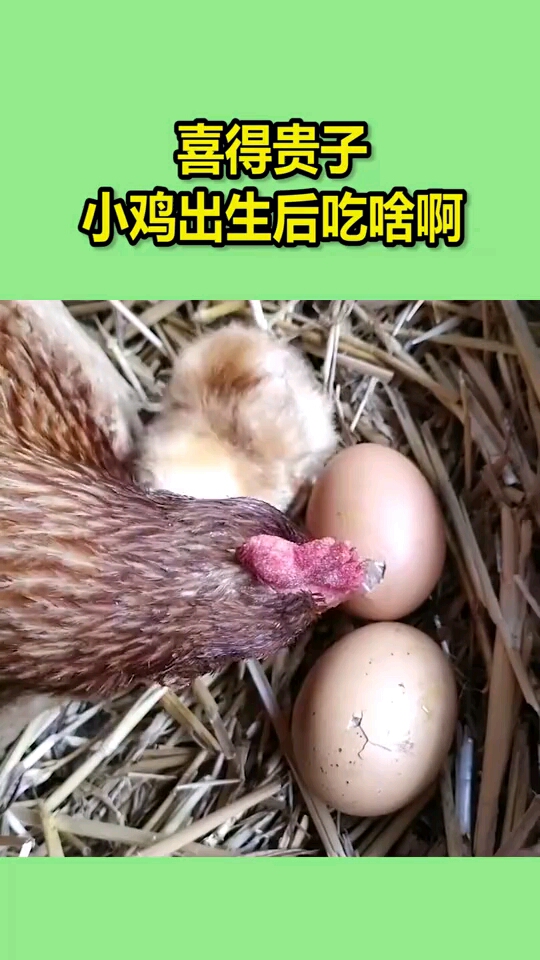 喜得贵子小鸡出生后吃啥啊