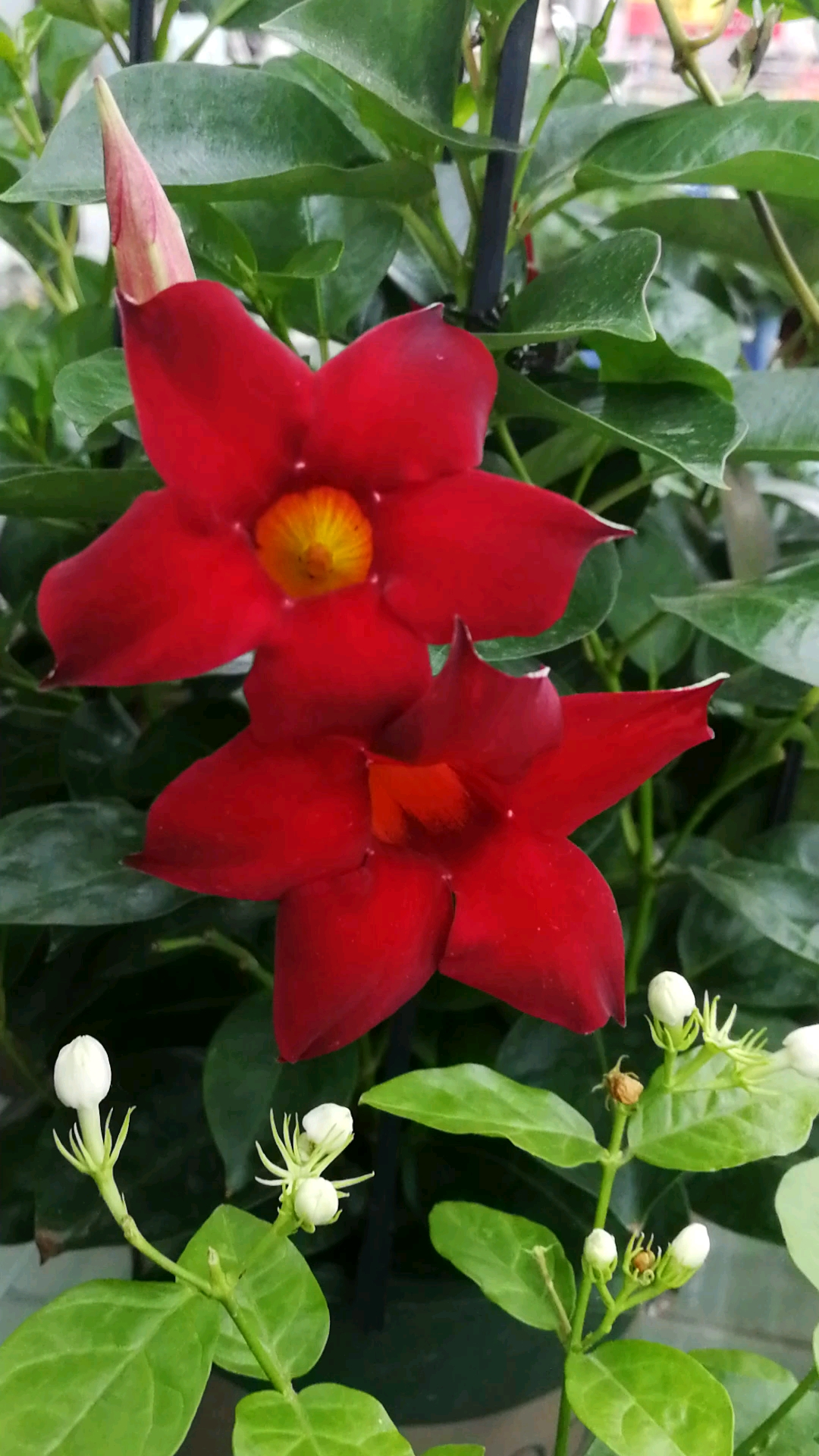夏天就要这么过#夏日的花~飘香藤